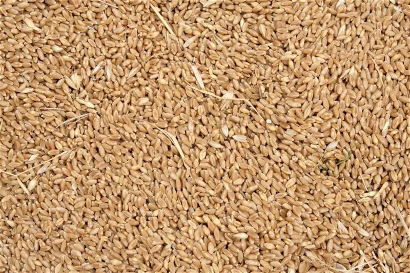 Cracked Wheat Dalia Recipe