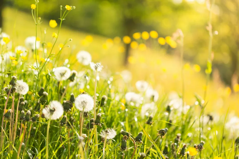 8 Ways To Beat Spring Allergies With Ayurveda